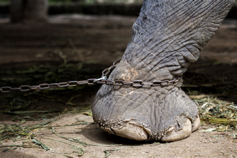 Codependency: Why the Elephant Doesn’t Break Its Chain.